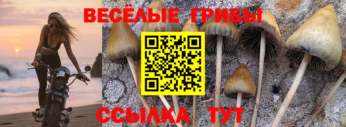Галлюциногенные грибы Psilocybe  Псилоцибиновые грибы Magic Shrooms  Чехов  Вход с VPN 